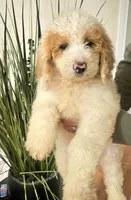 Pinky (blue eyes), a female Goldendoodle for sale in Chino Hills, CA – Photo 4 of 4