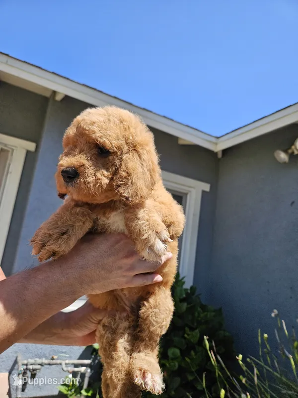 Meli – Goldendoodle puppy for sale in Chino Hills, CA