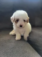 Snow , a female Maltipoo for sale in Chino Hills, CA – 1 of 1