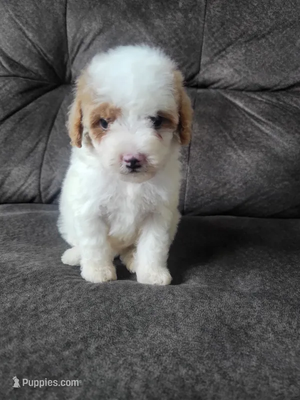 Pinky – Maltipoo puppy for sale in Chino Hills, CA
