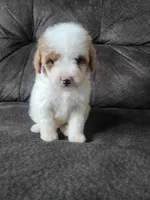 Pinky, a female Maltipoo for sale in Chino Hills, CA – 1 of 1