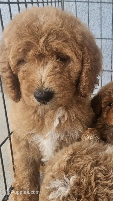 Meli – Goldendoodle puppy for sale in Chino Hills, CA