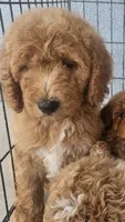 Meli, a female Goldendoodle for sale in Chino Hills, CA – 1 of 2