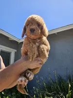 Meli, a female Goldendoodle for sale in Chino Hills, CA – 2 of 2