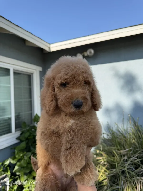Cliff – Goldendoodle puppy for sale in Chino Hills, CA