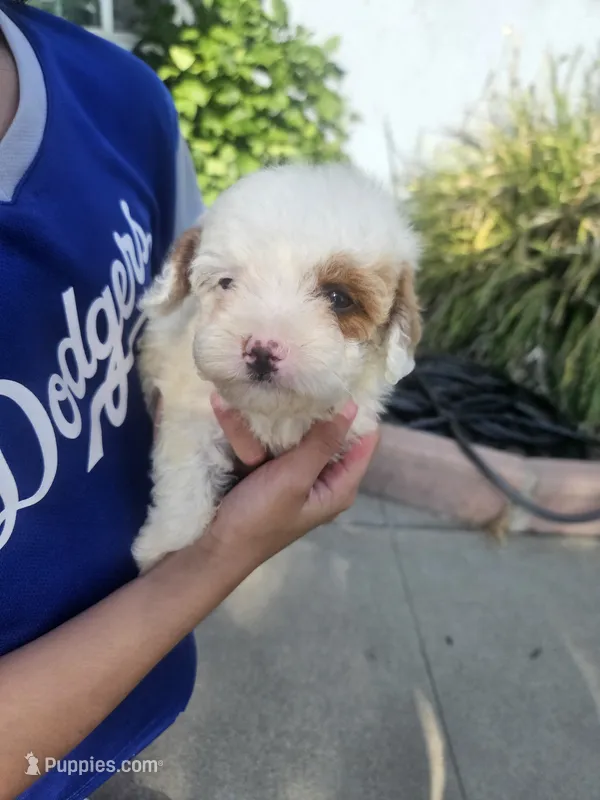 Dot – Maltipoo puppy for sale in Chino Hills, CA
