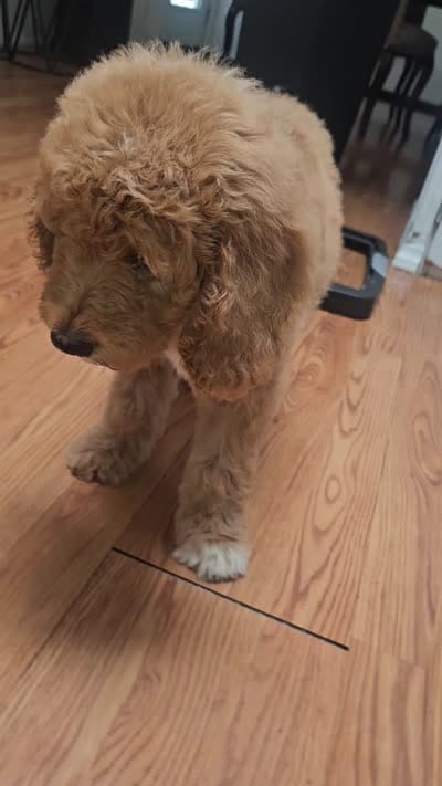 Meli, a female Goldendoodle for sale in Chino Hills, CA – 2 of 2