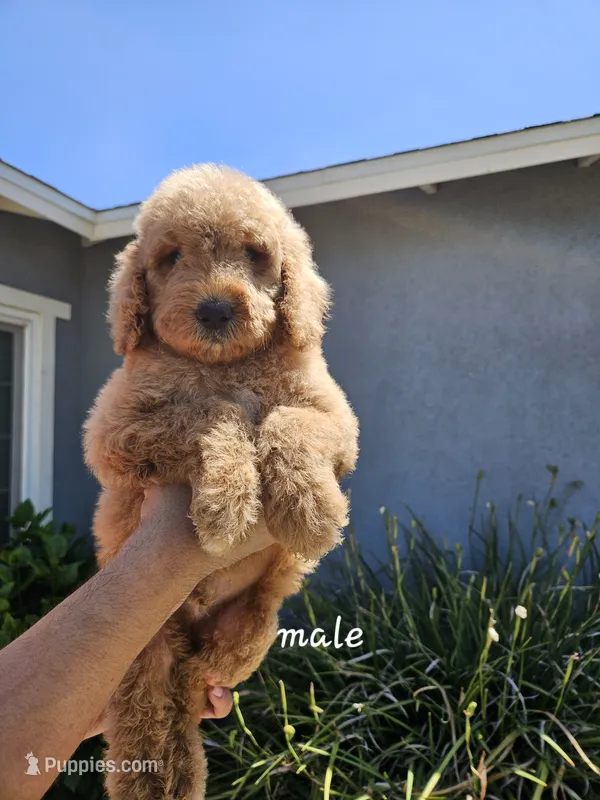 Cliff – Goldendoodle puppy for sale in Chino Hills, CA