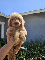 Cliff, a male Goldendoodle for sale in Chino Hills, CA – 1 of 1