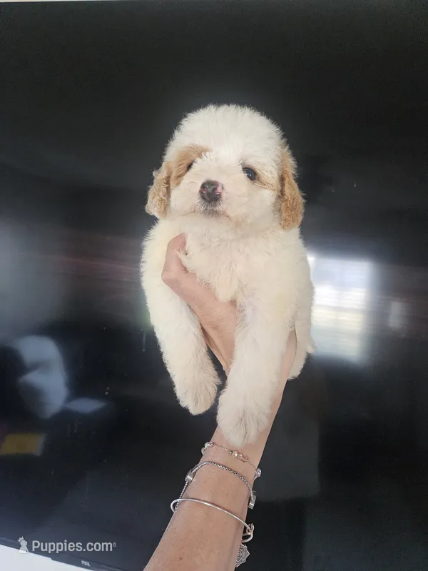 Snow  – Maltipoo puppy for sale in Chino Hills, CA