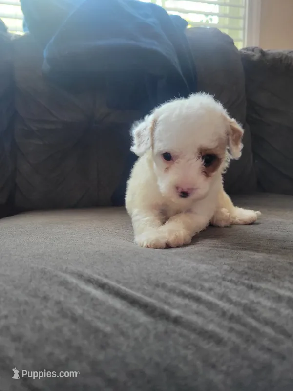 Dot – Maltipoo puppy for sale in Chino Hills, CA