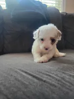 Dot, a female Maltipoo for sale in Chino Hills, CA – 1 of 1