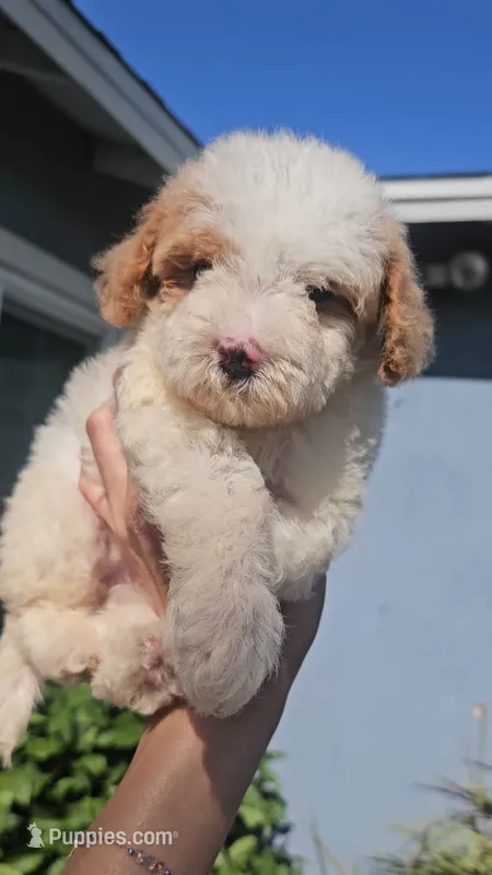 Pinky – Maltipoo puppy for sale in Chino Hills, CA