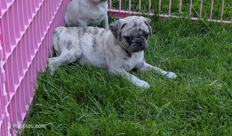 Fergus – Pug puppy for sale in Vermilion, OH