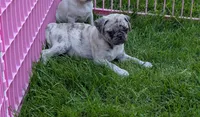 Fergus, a male Pug for sale in Vermilion, OH – 1 of 3