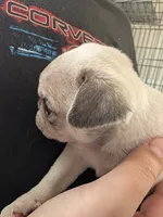 Sandy, a female Pug for sale in Wakeman, OH – 2 of 3