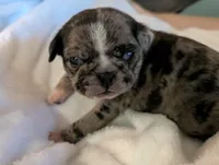 Fancy merle female , a female Pug for sale in Vermilion, OH – 2 of 3