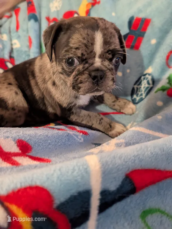 Fancy merle female  – Pug puppy for sale in Vermilion, OH