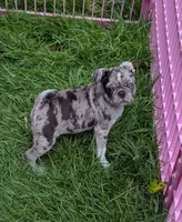 Adorable Merle female , a female Pug for sale in Vermilion, OH – 2 of 3