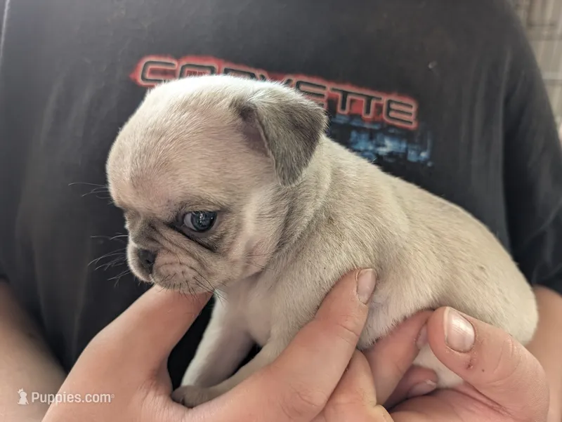 Sandy – Pug puppy for sale in Wakeman, OH