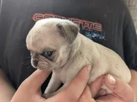 Sandy, a female Pug for sale in Wakeman, OH – 1 of 3