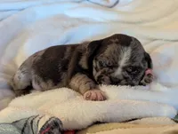 Fancy merle female , a female Pug for sale in Vermilion, OH – 3 of 3