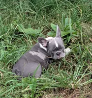 Little blue boy, a male French Bulldog for sale in Vermilion, OH – 4 of 4