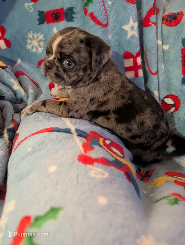 Fancy merle female  – Pug puppy for sale in Vermilion, OH