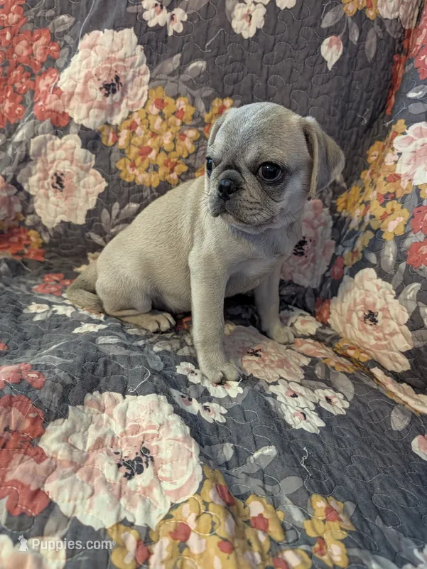 Harold  – Pug puppy for sale in Vermilion, OH