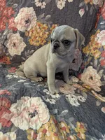 Harold , a male Pug for sale in Vermilion, OH – 1 of 7