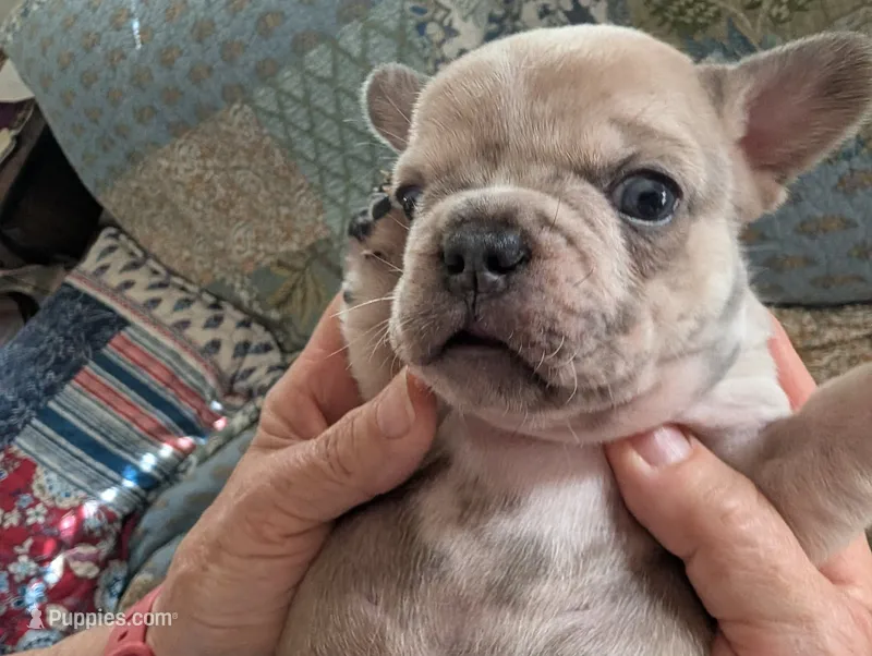 Frenchie 1 – French Bulldog puppy for sale in Vermilion, OH