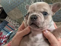 Frenchie 1, a male French Bulldog for sale in Vermilion, OH – 1 of 2