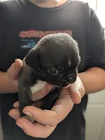 Little silver boy, a male Pug for sale in Wakeman, OH – 5 of 6