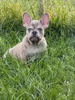 Frenchie boy, a male French Bulldog for sale in Vermilion, OH – 1 of 2