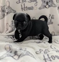 Akc black male, a male Pug for sale in Vermilion, OH – 1 of 3