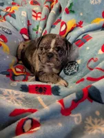 Fancy merle female , a female Pug for sale in Vermilion, OH – 6 of 8