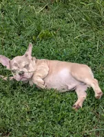 Frenchie boy, a male French Bulldog for sale in Vermilion, OH – 2 of 2