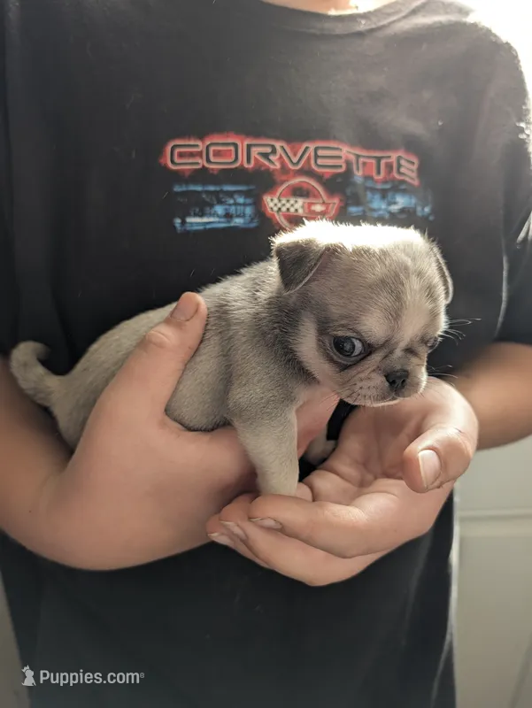 Tiny male – Pug puppy for sale in Wakeman, OH