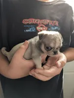Tiny male, a male Pug for sale in Wakeman, OH – 1 of 3