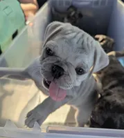 Chinchilla Merle male , a male Pug for sale in Vermilion, OH – 2 of 7