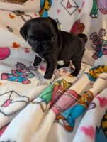 processed/0a19bf68-61df-448a-83d1-4e7d490a8c17/listing/1e1a2108-18c5-4035-b654-1b23eb64c9e8/a4b3030e-72fd-4123-8120-904a1b0b1a3a