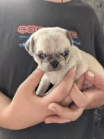 Sandy, a female Pug for sale in Wakeman, OH – 3 of 3
