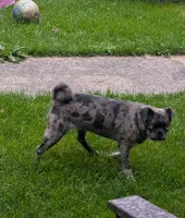 Mocha spayed female , a female Pug for sale in Vermilion, OH – 2 of 3