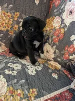 Buster, a male Pug for sale in Vermilion, OH – 4 of 4