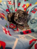 Fancy merle female , a female Pug for sale in Vermilion, OH – 7 of 8
