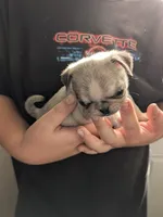 Tiny male, a male Pug for sale in Wakeman, OH – 2 of 3