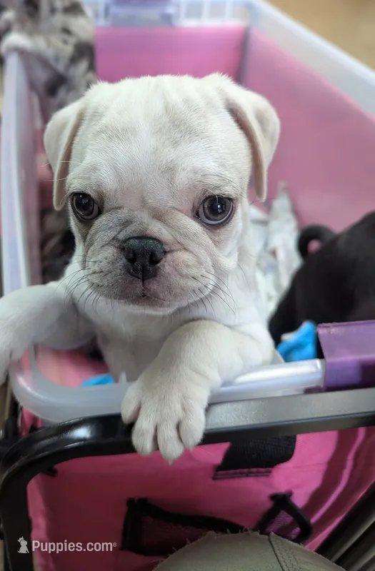 Chinchilla Merle male  – Pug puppy for sale in Vermilion, OH