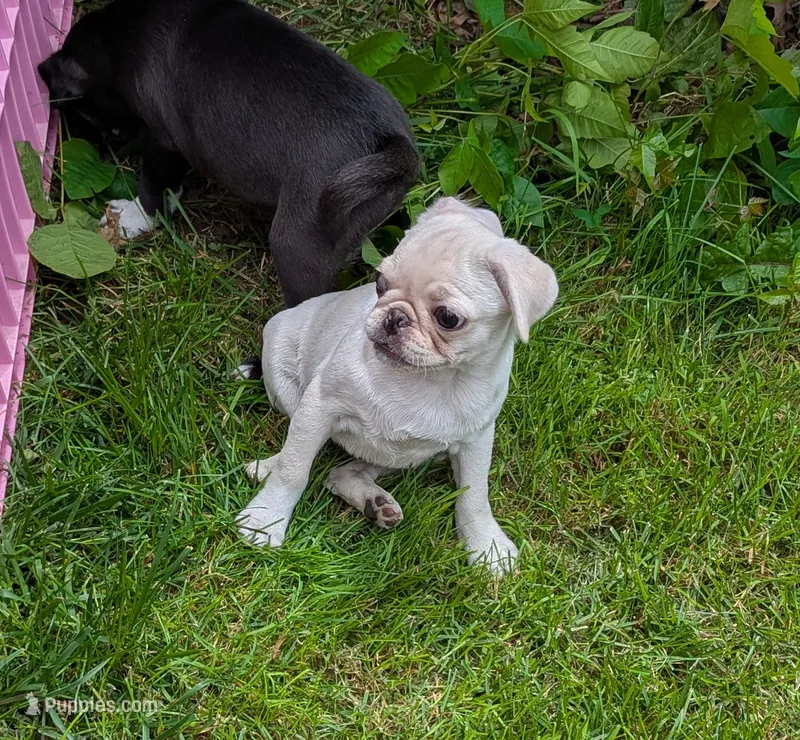 Jellybean  – Pug puppy for sale in Vermilion, OH