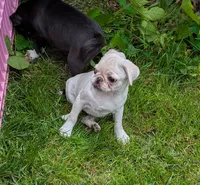 Jellybean , a female Pug for sale in Vermilion, OH – 1 of 1