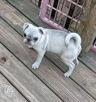 Girl, a female Pug for sale in Wakeman, OH – 2 of 4